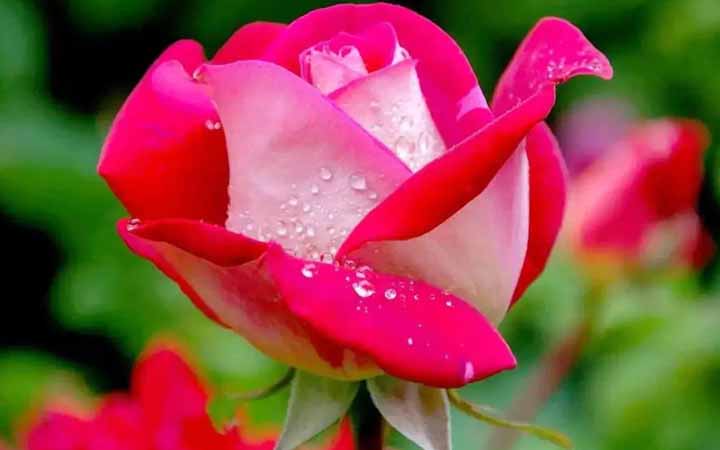 রোগমুক্তির জন্য হজরত আইয়ুব আ. এর শেখানো দোয়া